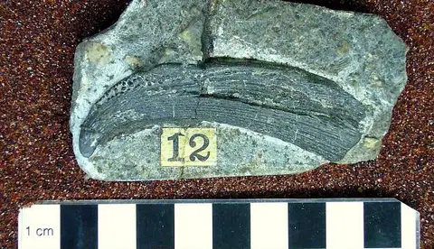 Dokumentasi USNM V13503 dengan identifikasi pada sumber Batacanthus necis. Isi dan label gambar dipertahankan.