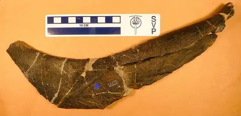 Dokumentasi USNM V3380 dengan identifikasi pada sumber Oracanthus vetustus. Isi dan label gambar dipertahankan.