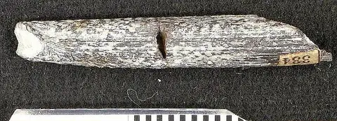 Dokumentasi USNM V13501 dengan identifikasi pada sumber Gyracanthus cordatus. Isi dan label gambar dipertahankan.