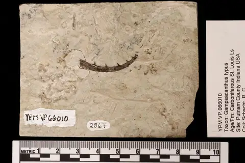 Dokumentasi YPM VP 066010 dengan identifikasi pada sumber Gampsacanthus typus. Isi dan label gambar dipertahankan.