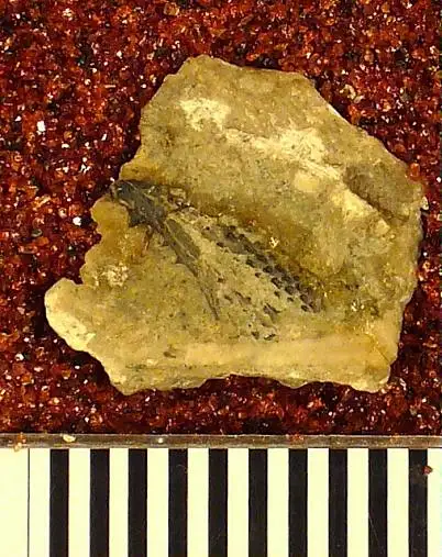 Dokumentasi USNM V13534 dengan identifikasi pada sumber Gampsacanthus squamosus. Isi dan label gambar dipertahankan.