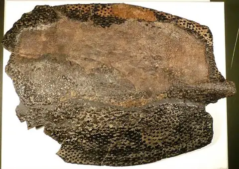 Dokumentasi USNM V20730 dengan identifikasi pada sumber Aspidichthys clavatus. Isi dan label gambar dipertahankan.
