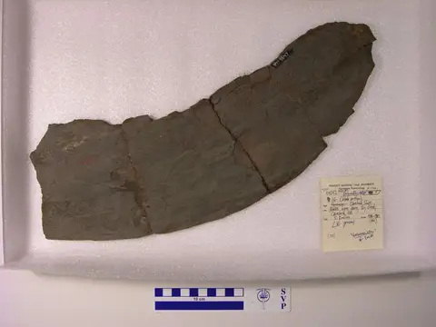 Dokumentasi YPM VP 009547 dengan identifikasi pada sumber Gorgonichthys clarki. Isi dan label gambar dipertahankan.