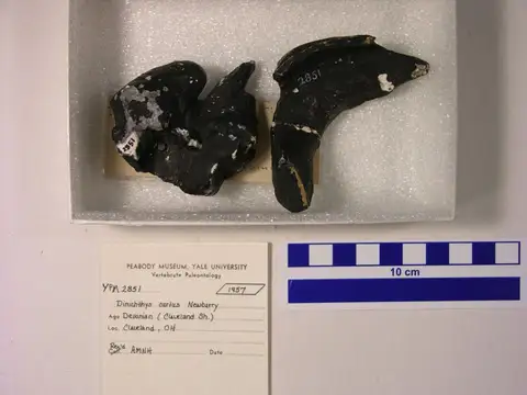Dokumentasi YPM VP 002851 dengan identifikasi pada sumber Dinichthys curtus. Isi dan label gambar dipertahankan.
