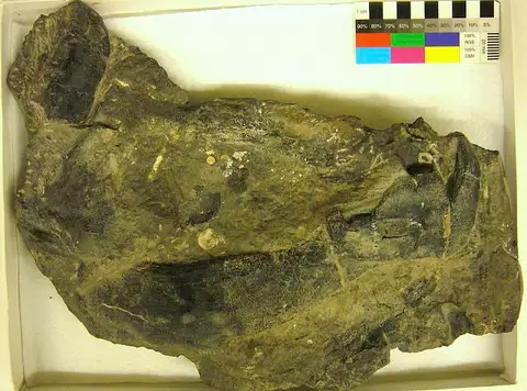 Dokumentasi USNM V65 dengan identifikasi pada sumber Dinichthys newberryi. Isi dan label gambar dipertahankan.