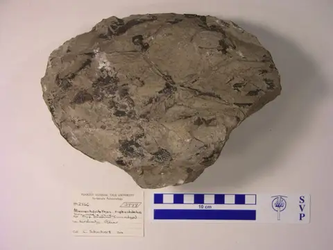 Dokumentasi YPM VP 002866 dengan identifikasi pada sumber Macropetalichthys rapheidolabis. Isi dan label gambar dipertahankan.