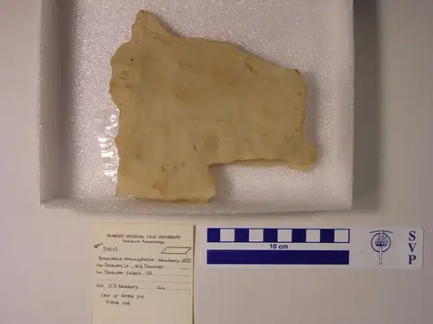 Dokumentasi YPM VP 054015 dengan identifikasi pada sumber Asterosteus stenocephalus. Isi dan label gambar dipertahankan.