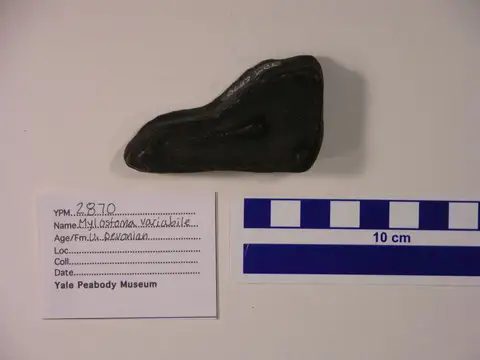 Dokumentasi YPM VP 002870 dengan identifikasi pada sumber Mylostoma variabile. Isi dan label gambar dipertahankan.