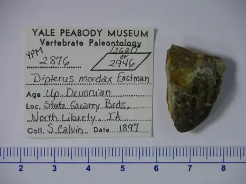 Dokumentasi YPM VP 002876 dengan identifikasi pada sumber Dipterus mordax. Isi dan label gambar dipertahankan.