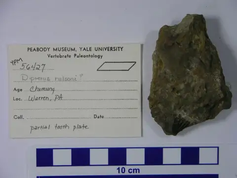 Dokumentasi YPM VP 056427 dengan identifikasi pada sumber Dipterus nelsoni. Isi dan label gambar dipertahankan.