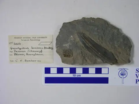 Dokumentasi YPM VP 003107 dengan identifikasi pada sumber Ganorhynchus beecheri. Isi dan label gambar dipertahankan.