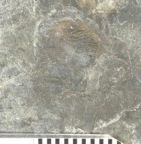 Dokumentasi USNM V4611 dengan identifikasi pada sumber Holoptychius flabellatus. Isi dan label gambar dipertahankan.
