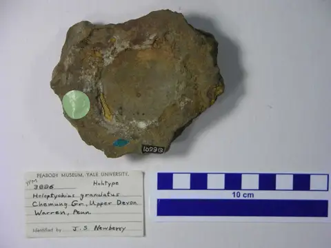 Dokumentasi YPM VP 003886 dengan identifikasi pada sumber Holoptychius granulatus. Isi dan label gambar dipertahankan.