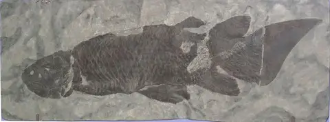 Dokumentasi YPM VP 064594 dengan identifikasi pada sumber Holoptychius quebecensis. Isi dan label gambar dipertahankan.