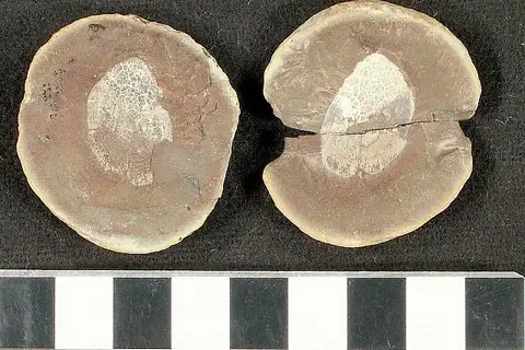 Dokumentasi USNM V4337 dengan identifikasi pada sumber Rhizodopsis mazonius. Isi dan label gambar dipertahankan.