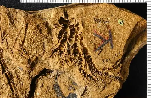 Dokumentasi USNM MO560792K dengan identifikasi pada sumber Isocrinus nehalemensis. Isi dan label gambar dipertahankan.