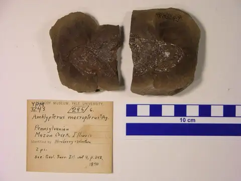 Dokumentasi YPM VP 003243 dengan identifikasi pada sumber Elonichthys hypsilepis. Isi dan label gambar dipertahankan.