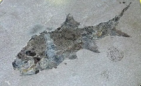 Dokumentasi USNM PAL299721 dengan identifikasi pada sumber Amblypterus macropterus. Isi dan label gambar dipertahankan.