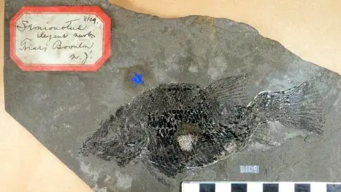 Dokumentasi USNM V8109 dengan identifikasi pada sumber Semionotus elegans. Isi dan label gambar dipertahankan.