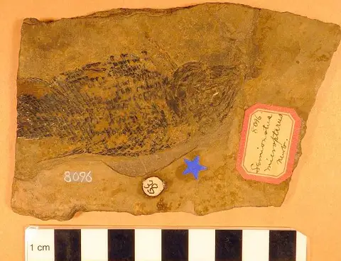 Dokumentasi USNM V8096 dengan identifikasi pada sumber Semionotus micropterus. Isi dan label gambar dipertahankan.