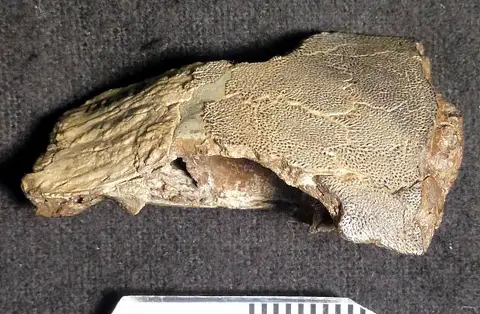 Dokumentasi USNM V13628 dengan identifikasi pada sumber Macrepistius arenatus. Isi dan label gambar dipertahankan.