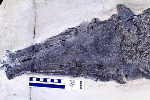 Dokumentasi USNM V4755 dengan identifikasi pada sumber Atractosteus atrox. Isi dan label gambar dipertahankan.