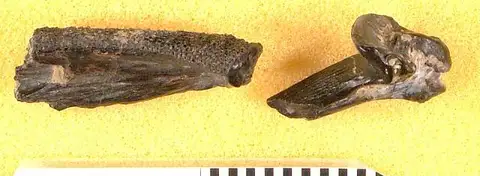 Dokumentasi USNM V2179 dengan identifikasi pada sumber Pimelodus antiquus. Isi dan label gambar dipertahankan.