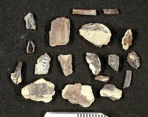 Dokumentasi USNM V3985 dengan identifikasi pada sumber Rhineastes arcuatus. Isi dan label gambar dipertahankan.