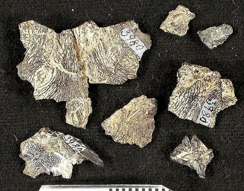 Dokumentasi USNM V3980 dengan identifikasi pada sumber Rhineastes calvus. Isi dan label gambar dipertahankan.