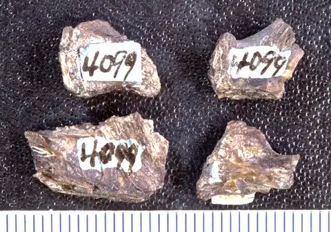 Dokumentasi USNM V4099 dengan identifikasi pada sumber Rhineastes radulus. Isi dan label gambar dipertahankan.