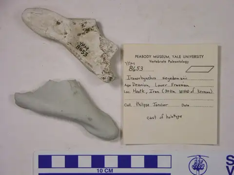 Dokumentasi YPM VP 008653 dengan identifikasi pada sumber Iranorhynchus seyedemamii. Isi dan label gambar dipertahankan.