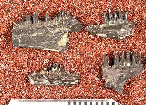 Dokumentasi USNM V2178 dengan identifikasi pada sumber Phareodus acutus. Isi dan label gambar dipertahankan.