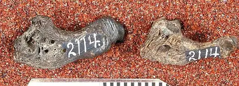 Dokumentasi USNM V2114 dengan identifikasi pada sumber Diastichus parvidens. Isi dan label gambar dipertahankan.