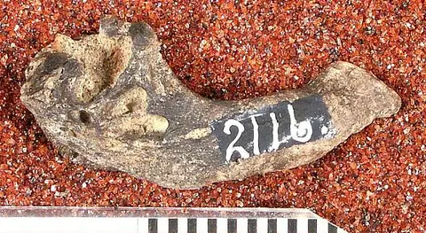 Dokumentasi USNM V2116 dengan identifikasi pada sumber Diastichus macrodon. Isi dan label gambar dipertahankan.