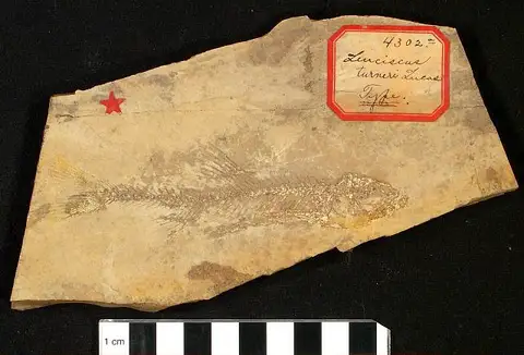Dokumentasi USNM V4302A dengan identifikasi pada sumber Leuciscus turneri. Isi dan label gambar dipertahankan.
