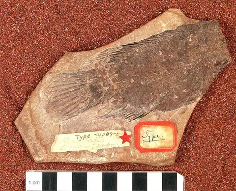 Dokumentasi USNM V4009 dengan identifikasi pada sumber Asineops squamifrons. Isi dan label gambar dipertahankan.