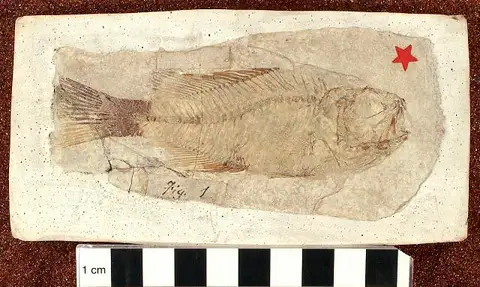 Dokumentasi USNM V4695 dengan identifikasi pada sumber Plioplarchus whitei. Isi dan label gambar dipertahankan.