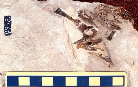 Dokumentasi USNM V4998 dengan identifikasi pada sumber Plioplarchus septemspinosus. Isi dan label gambar dipertahankan.
