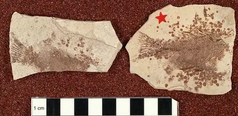 Dokumentasi USNM V4236 dengan identifikasi pada sumber Plioplarchus sexspinosus. Isi dan label gambar dipertahankan.
