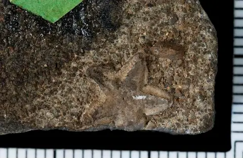 Dokumentasi USNM PAL8588 dengan identifikasi pada sumber Pentacrinus whitei. Isi dan label gambar dipertahankan.