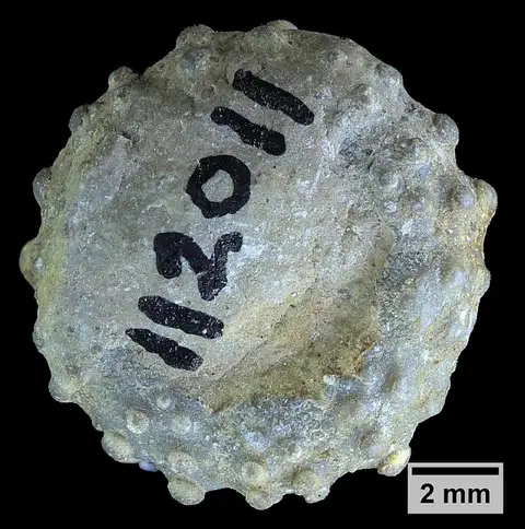 Dokumentasi USNM PAL112011 dengan identifikasi pada sumber Goniopygus zitteli. Isi dan label gambar dipertahankan.