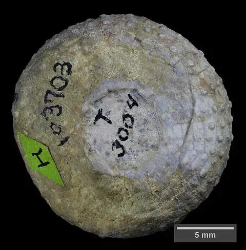 Dokumentasi USNM PAL103703 dengan identifikasi pada sumber Leptarbacia argutus. Isi dan label gambar dipertahankan.