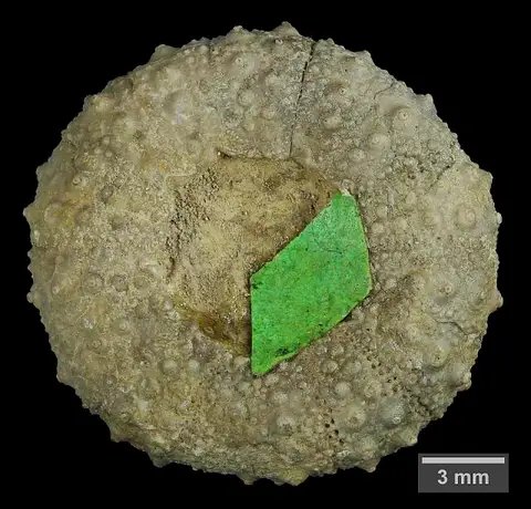 Dokumentasi USNM PAL31197 dengan identifikasi pada sumber Pseudodiadema texanum. Isi dan label gambar dipertahankan.