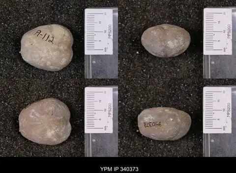 Dokumentasi YPM IP 340373 dengan identifikasi pada sumber Enallaster texanus. Isi dan label gambar dipertahankan.