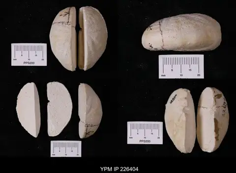 Dokumentasi YPM IP 226404 dengan identifikasi pada sumber Eupatagus floridanus. Isi dan label gambar dipertahankan.