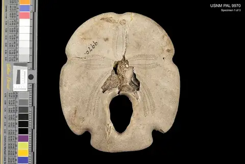 Dokumentasi USNM PAL9970 dengan identifikasi pada sumber Encope macrophora. Isi dan label gambar dipertahankan.
