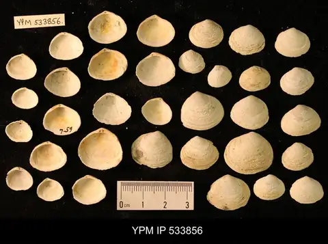 Dokumentasi YPM IP 533856 dengan identifikasi pada sumber Macoma fusca. Isi dan label gambar dipertahankan.