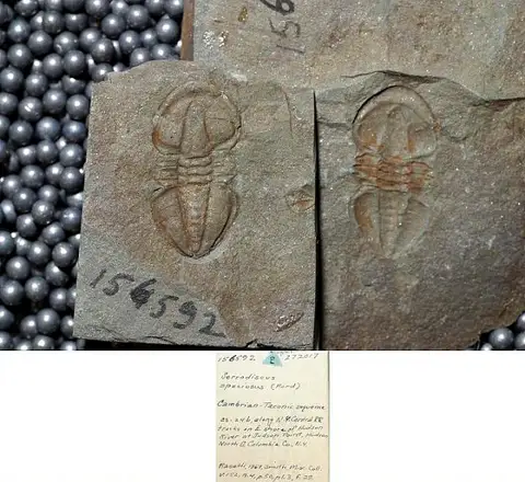 Dokumentasi USNM PAL156592 dengan identifikasi pada sumber Serrodiscus speciosus. Isi dan label gambar dipertahankan.