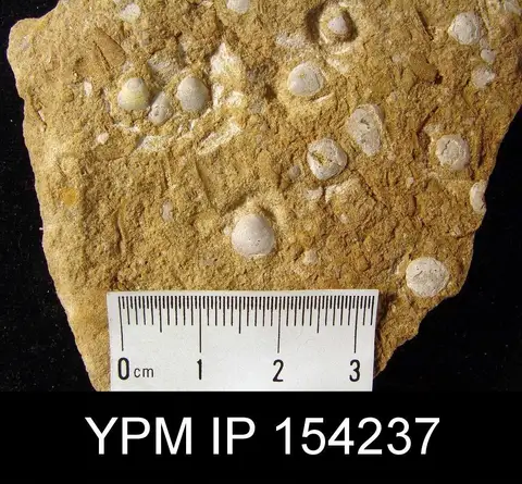 Dokumentasi YPM IP 154237 dengan identifikasi pada sumber Dicellomus politus. Isi dan label gambar dipertahankan.