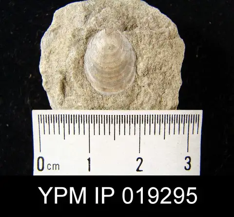 Dokumentasi YPM IP 019295 dengan identifikasi pada sumber Lingulella ampla. Isi dan label gambar dipertahankan.